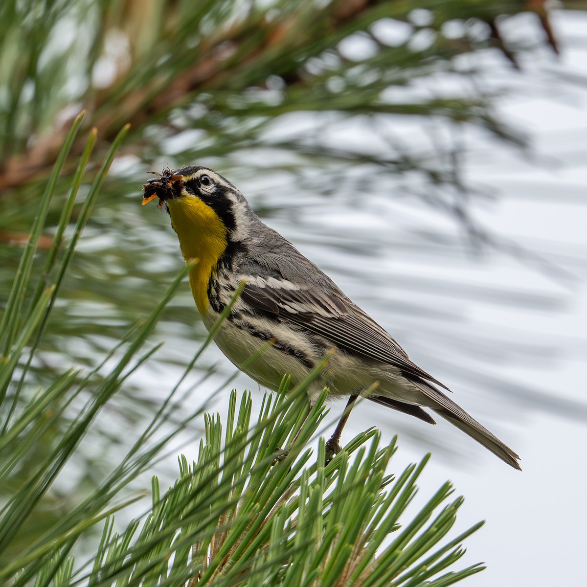 Yellow-throated Warbler - ML619988179