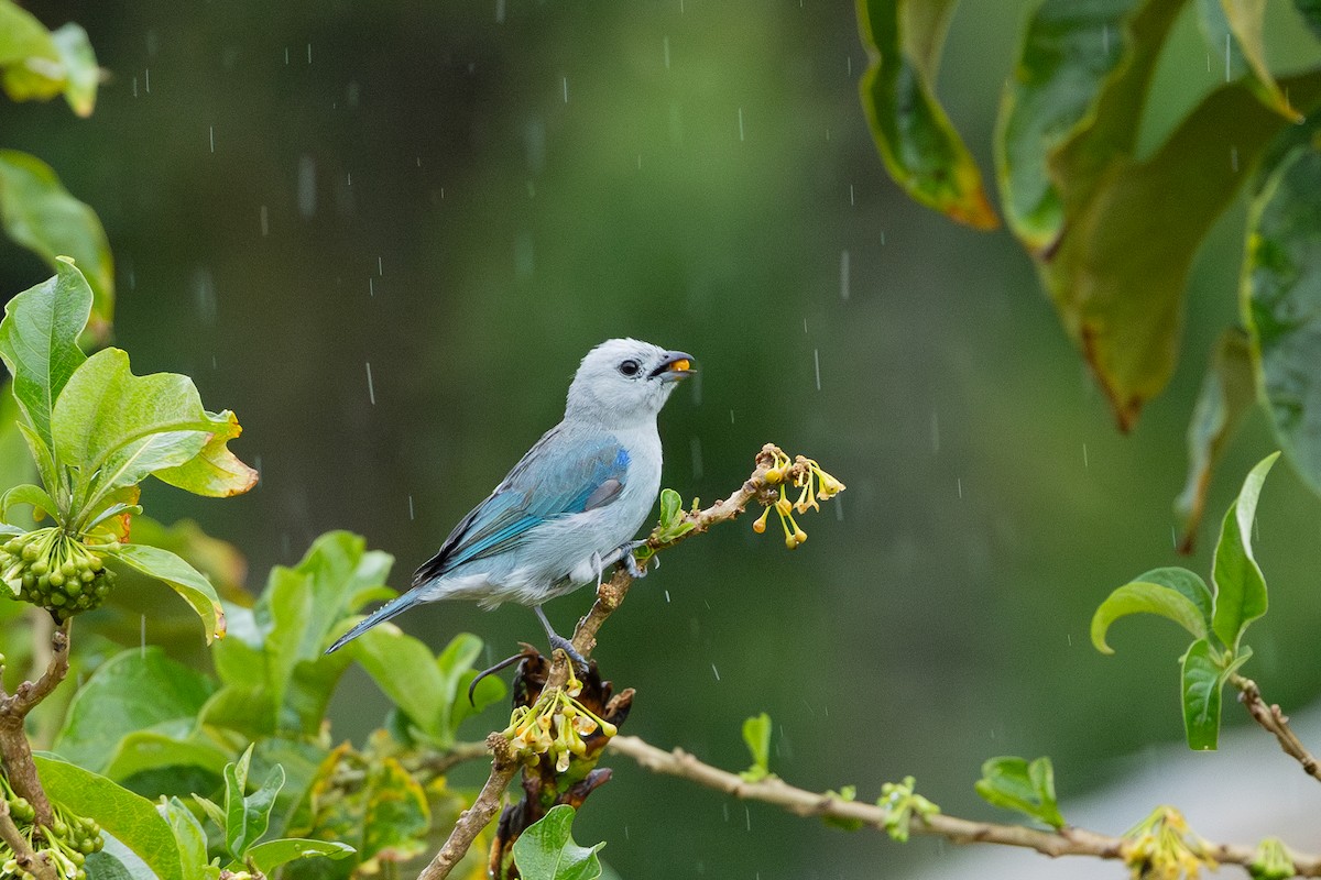 Blue-gray Tanager - ML619988185