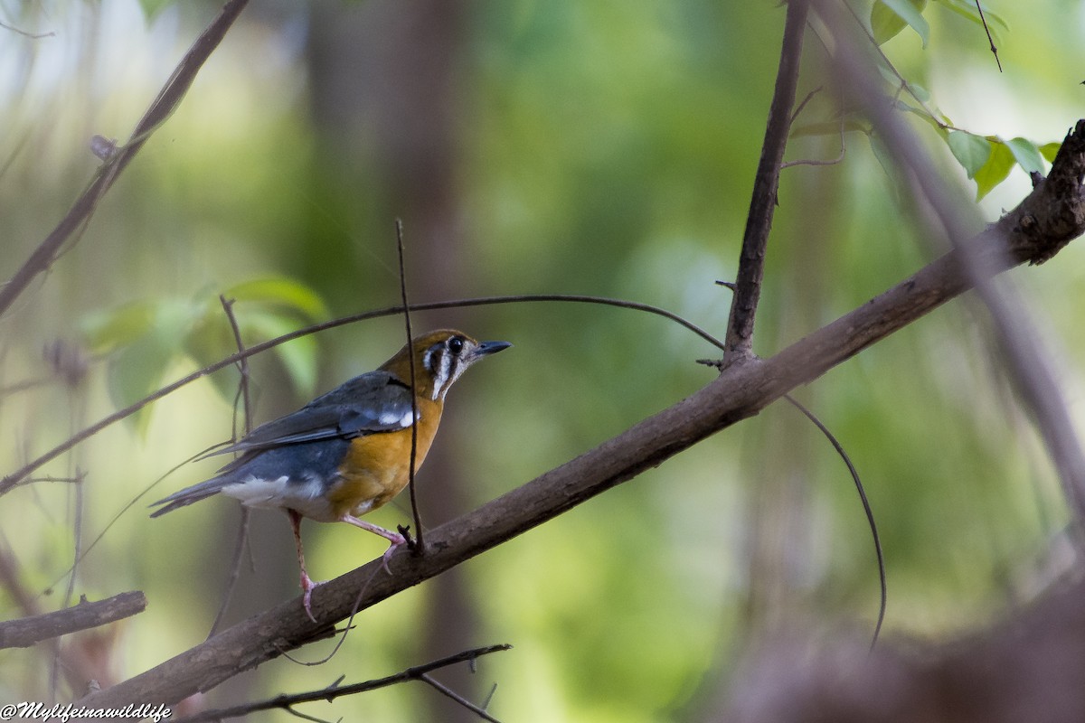 Orange-headed Thrush - ML619988190