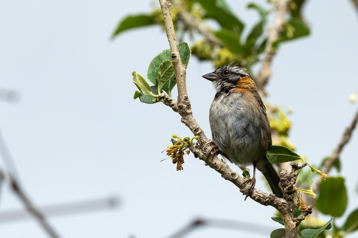 Rufous-collared Sparrow - ML619988196