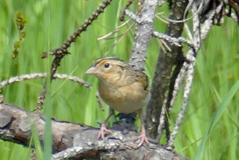 Grasshopper Sparrow - ML619988202