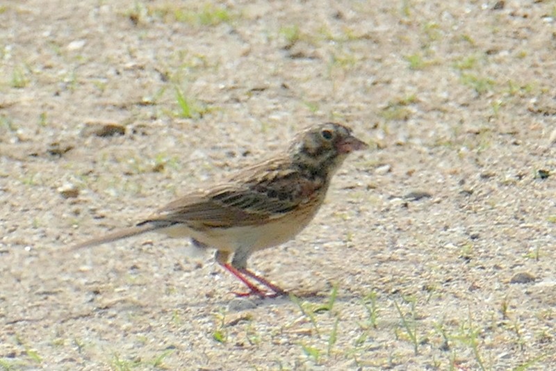 Vesper Sparrow - ML619988204