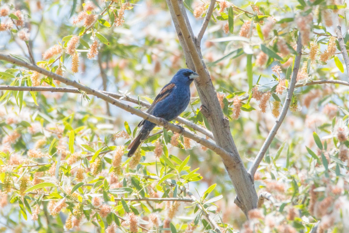 Blue Grosbeak - ML619988210