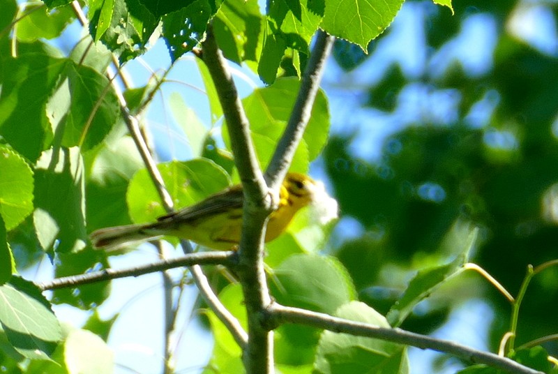 Prairie Warbler - ML619988216