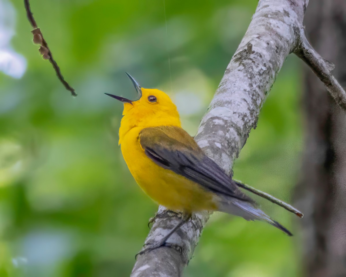 Prothonotary Warbler - ML619988222