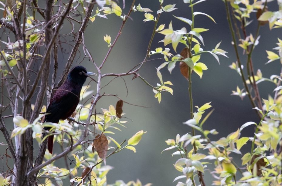 Maroon Oriole - Wei TAN