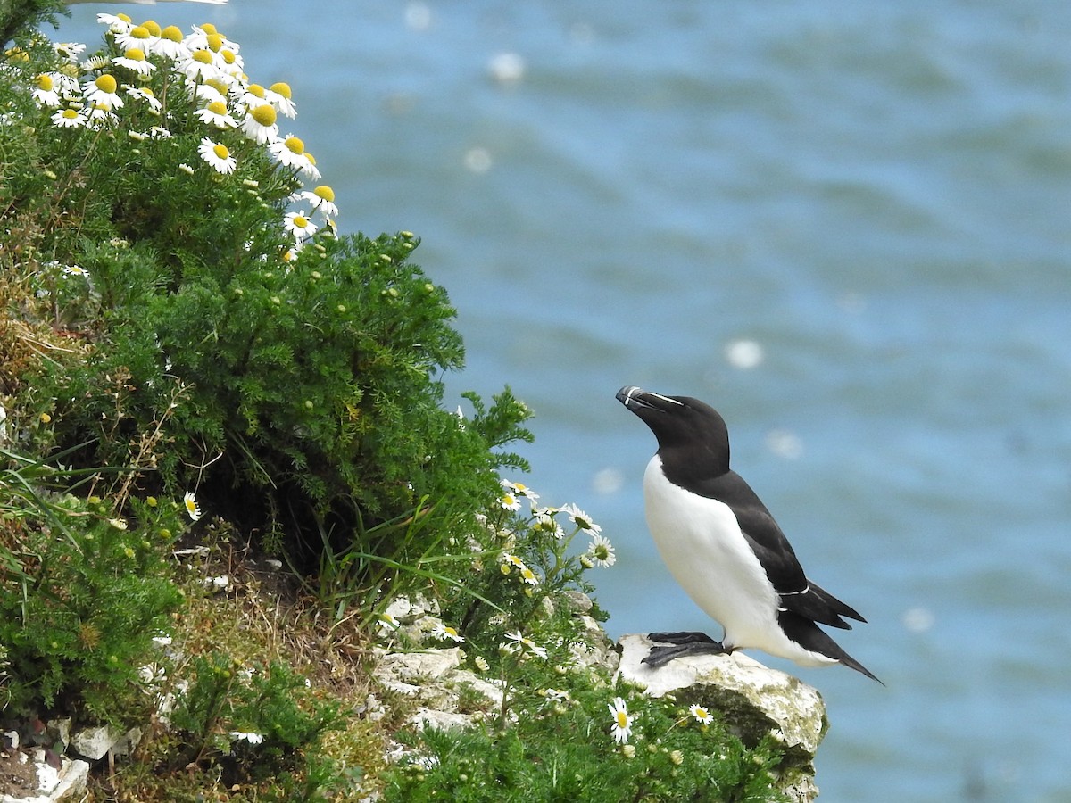 Razorbill - ML619988227