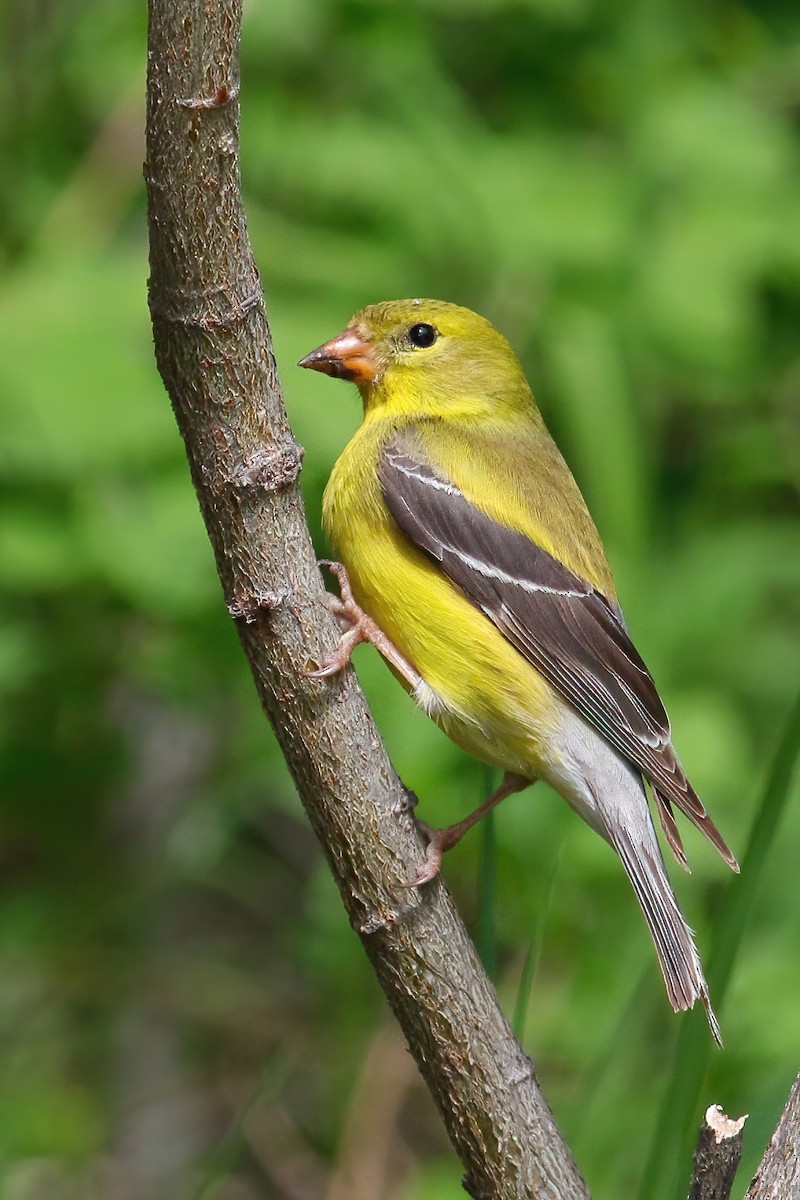 American Goldfinch - ML619988229