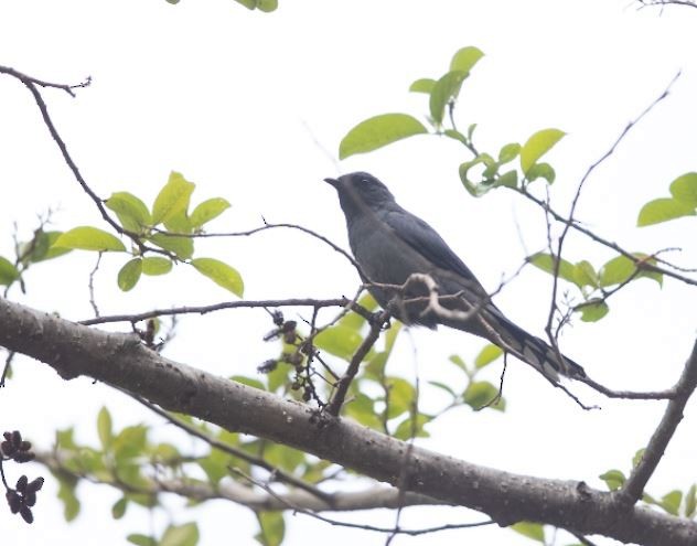 Black-winged Cuckooshrike - ML619988234