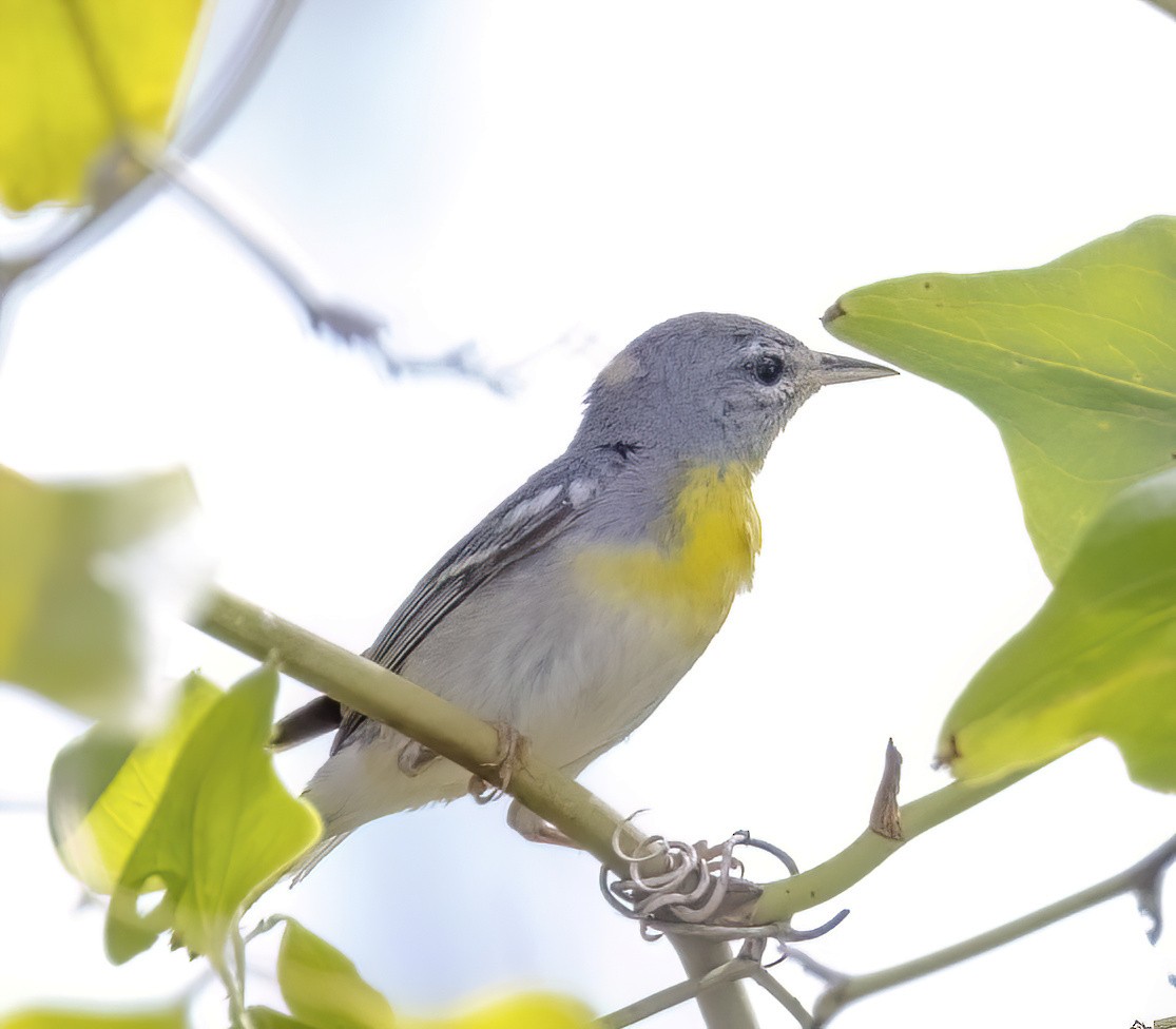 Northern Parula - ML619988235