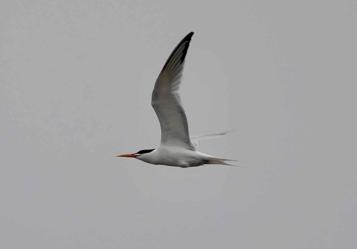 Elegant Tern - ML619988238