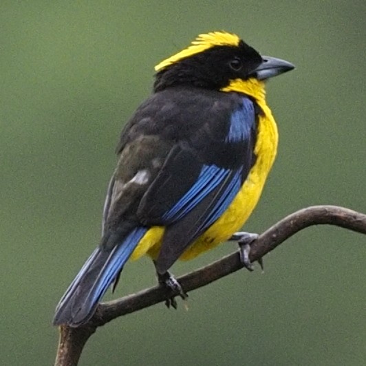 Blue-winged Mountain Tanager - ML619988240
