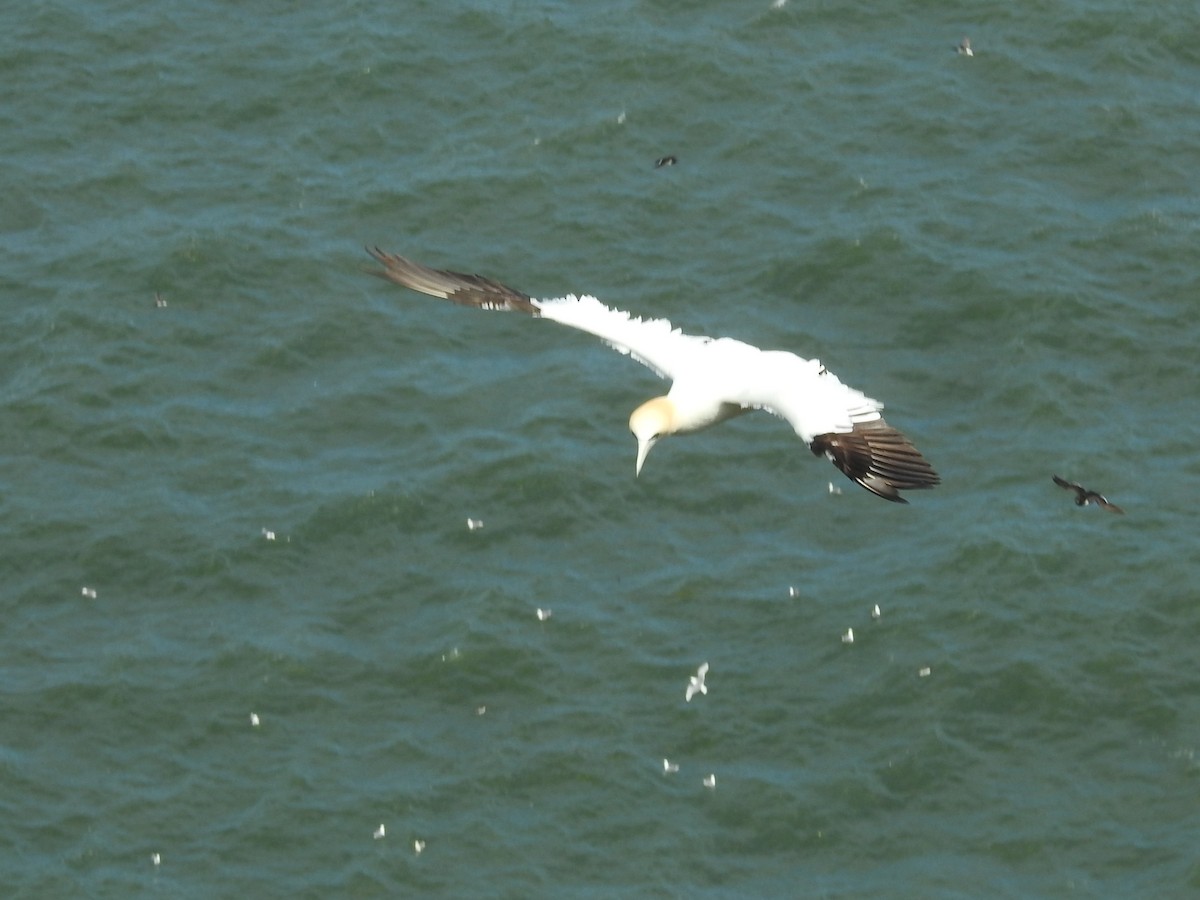 Northern Gannet - ML619988241