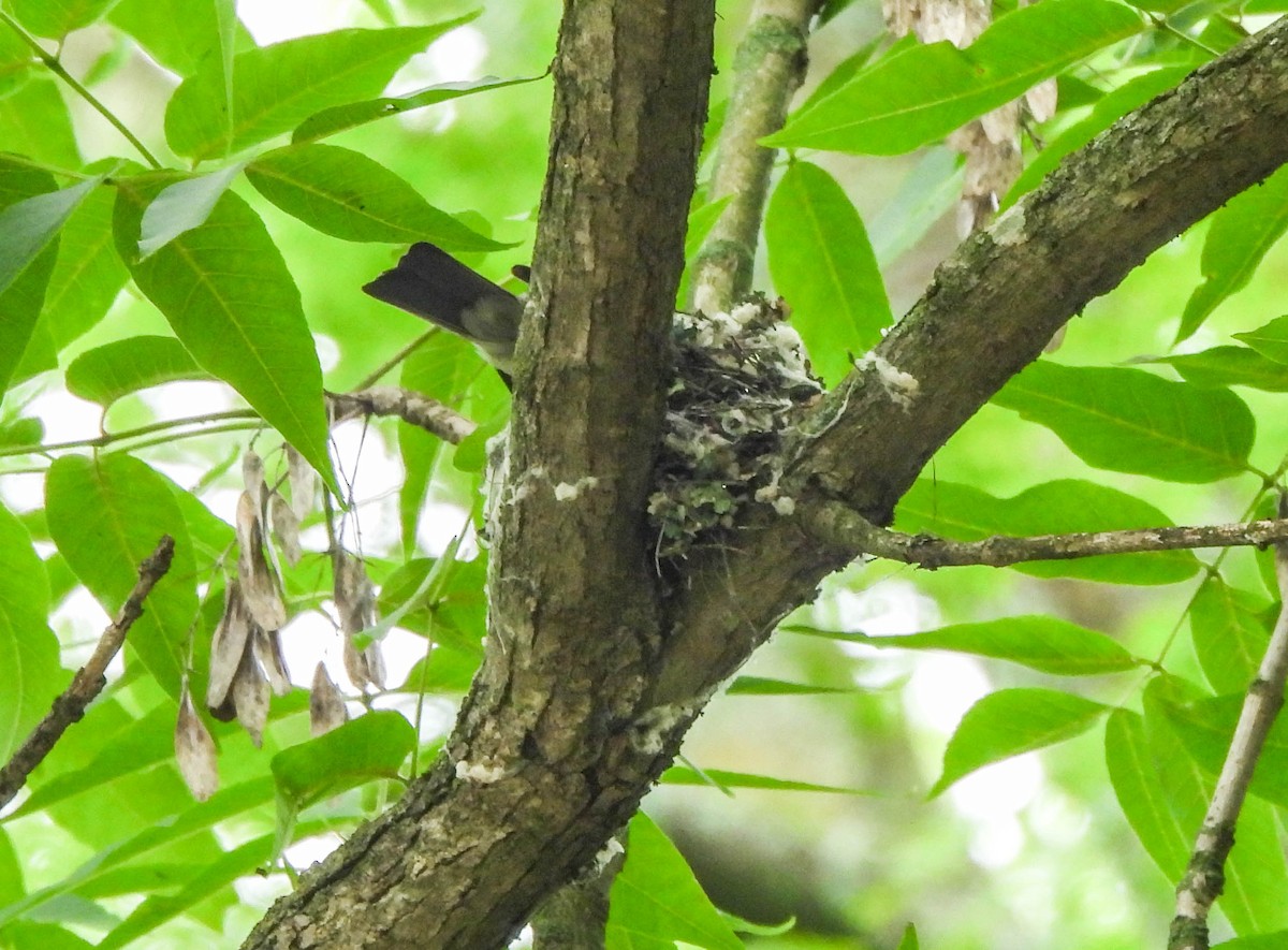 Eastern Wood-Pewee - Susan Brauning