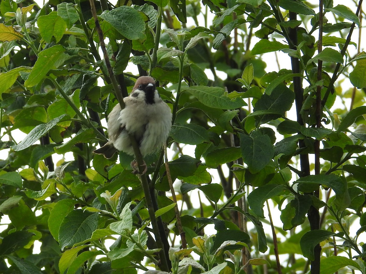 Eurasian Tree Sparrow - ML619988254