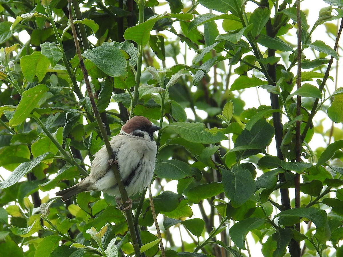 Eurasian Tree Sparrow - ML619988255