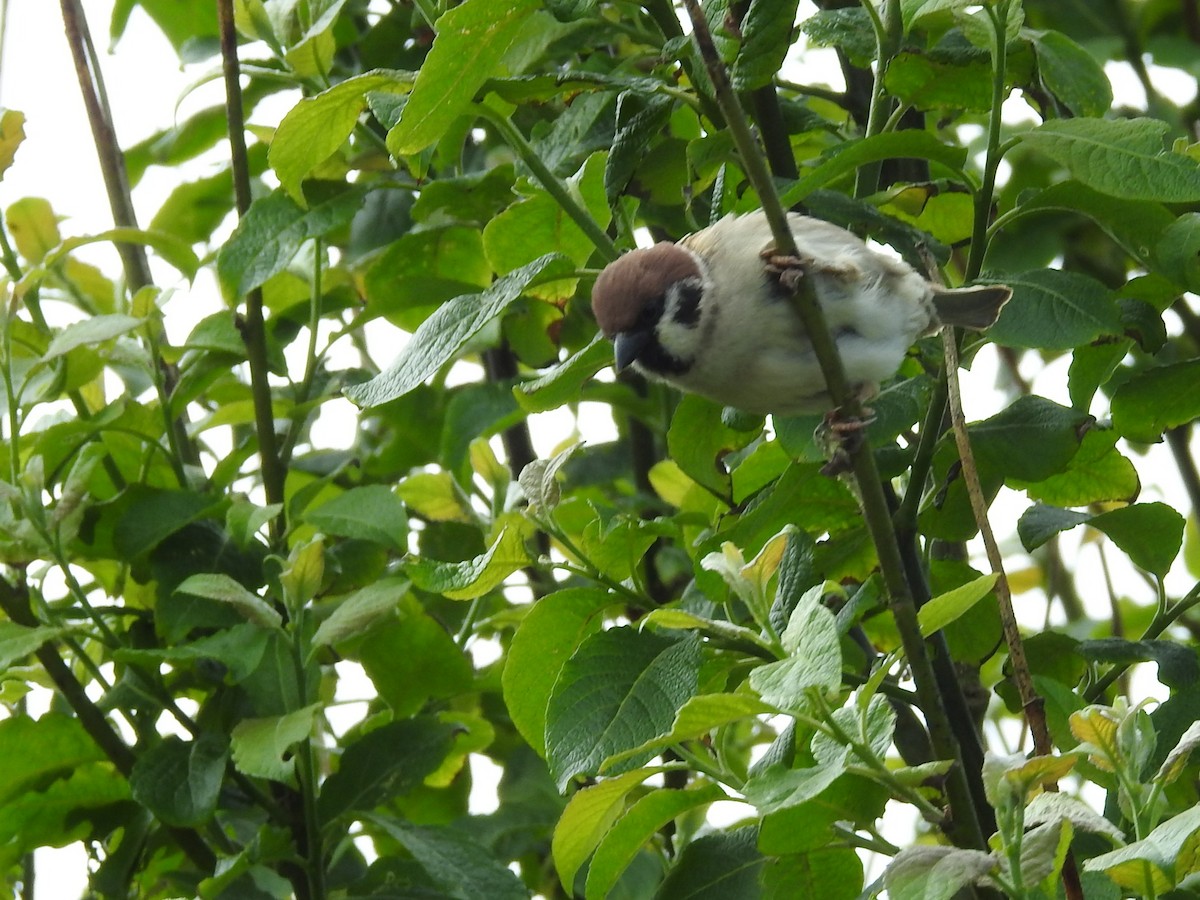Eurasian Tree Sparrow - ML619988256