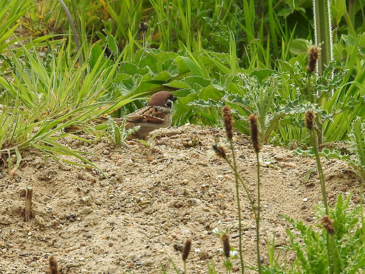 Eurasian Tree Sparrow - ML619988257