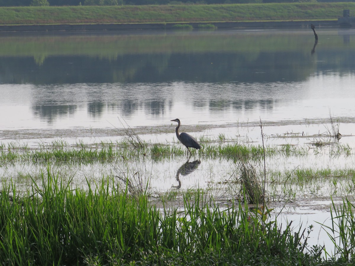 Great Blue Heron - Anne Thompson