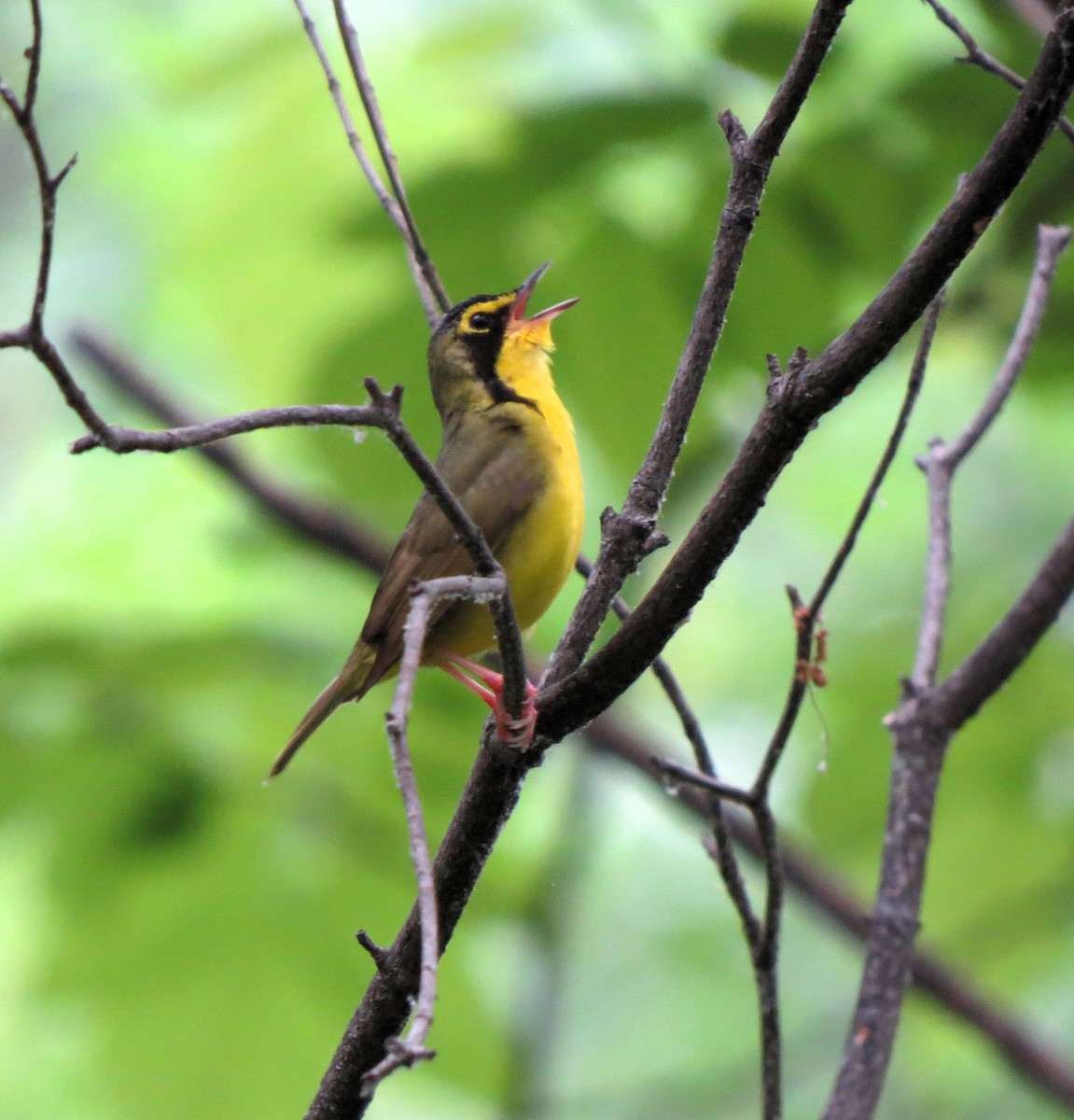 Kentucky Warbler - ML619988260