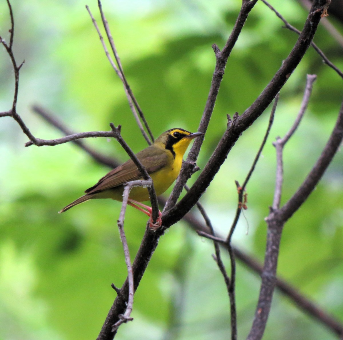 Kentucky Warbler - ML619988261