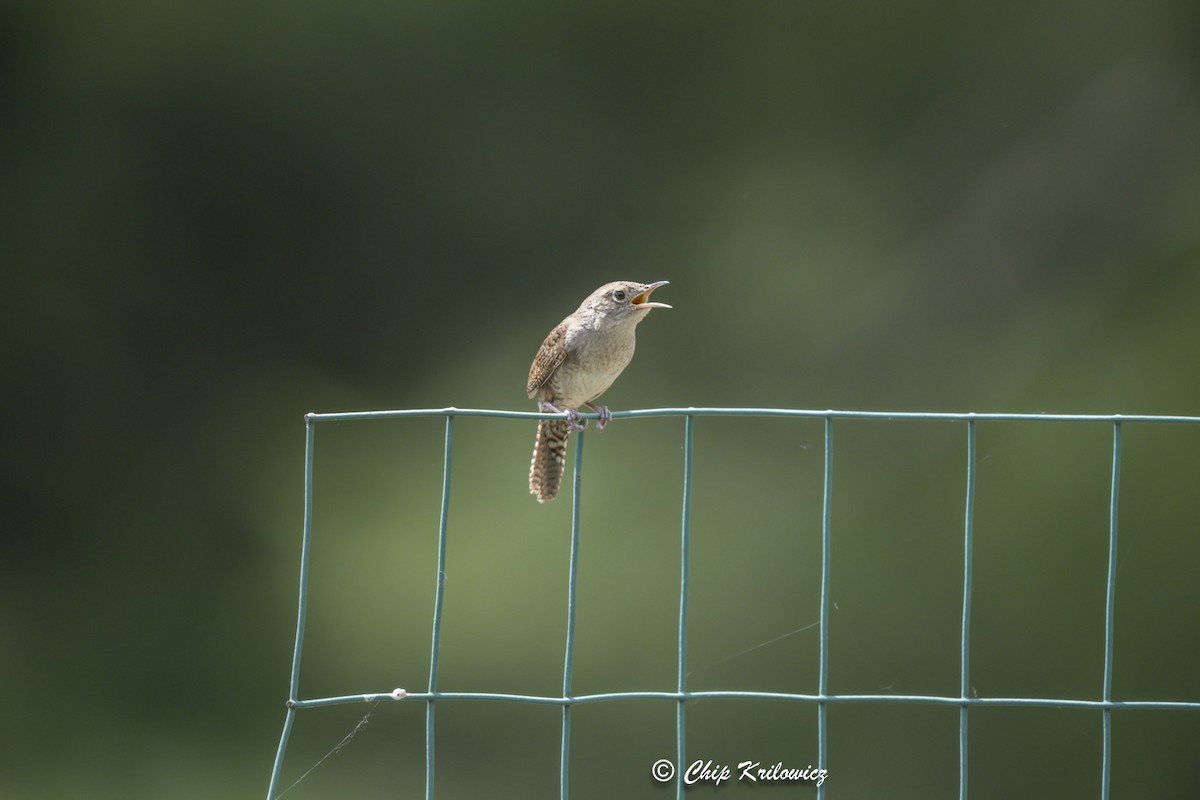 House Wren - ML619988262