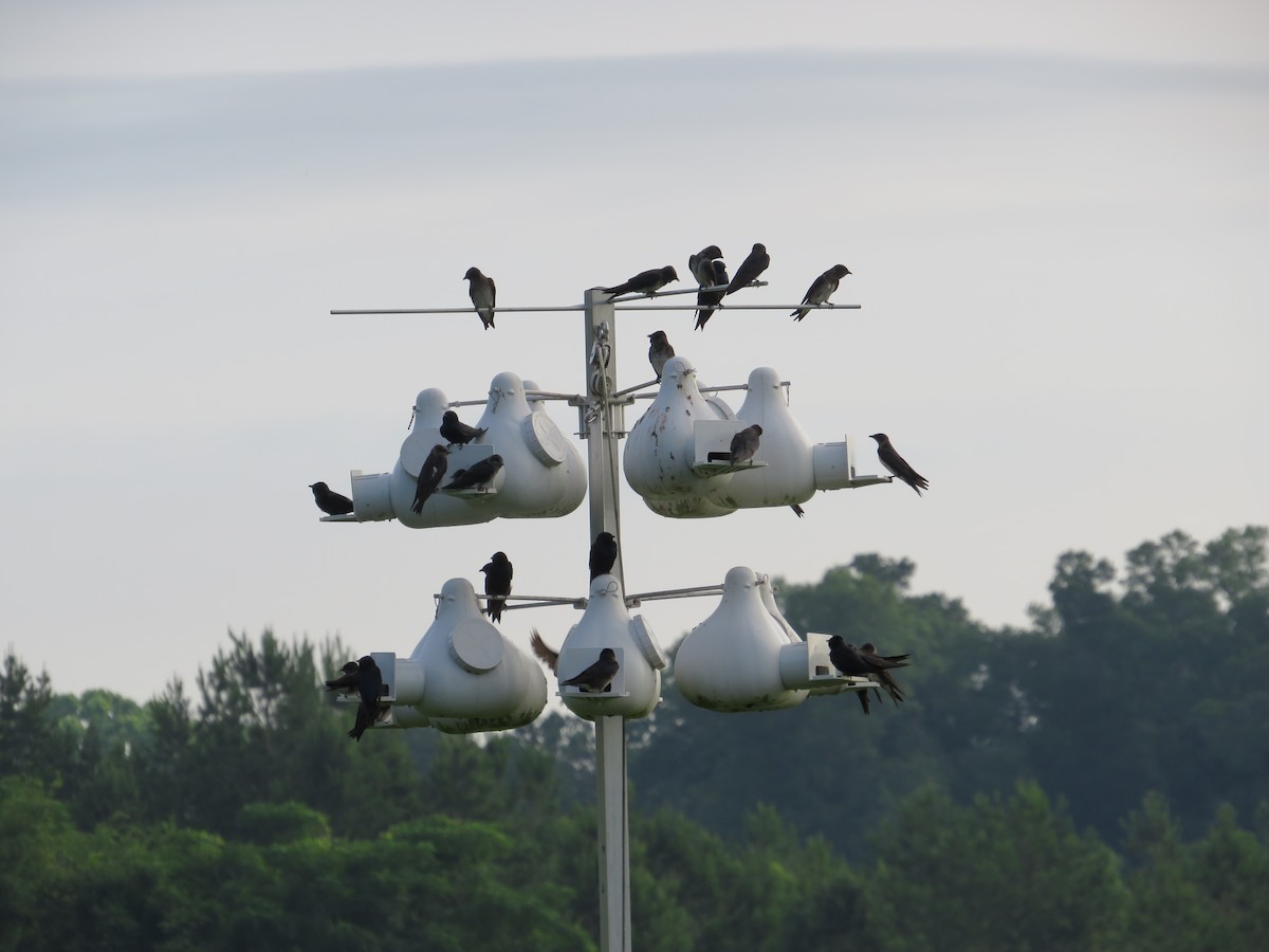 Purple Martin - ML619988267