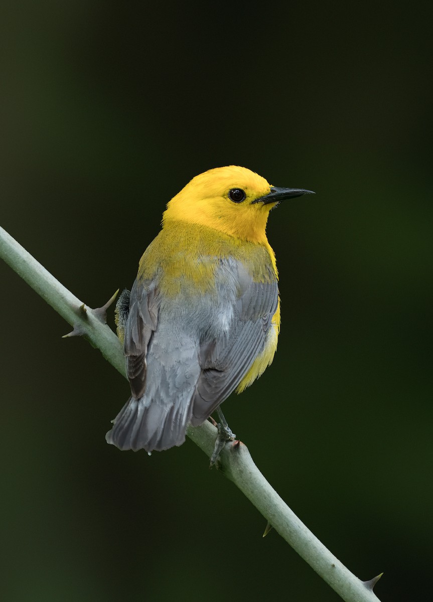 Prothonotary Warbler - ML619988268