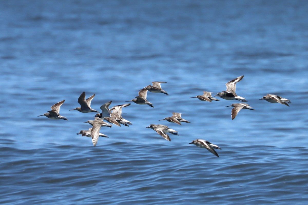 Red Knot - ML619988273