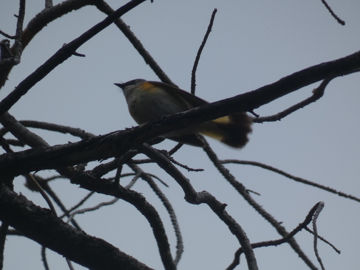 American Redstart - ML619988276