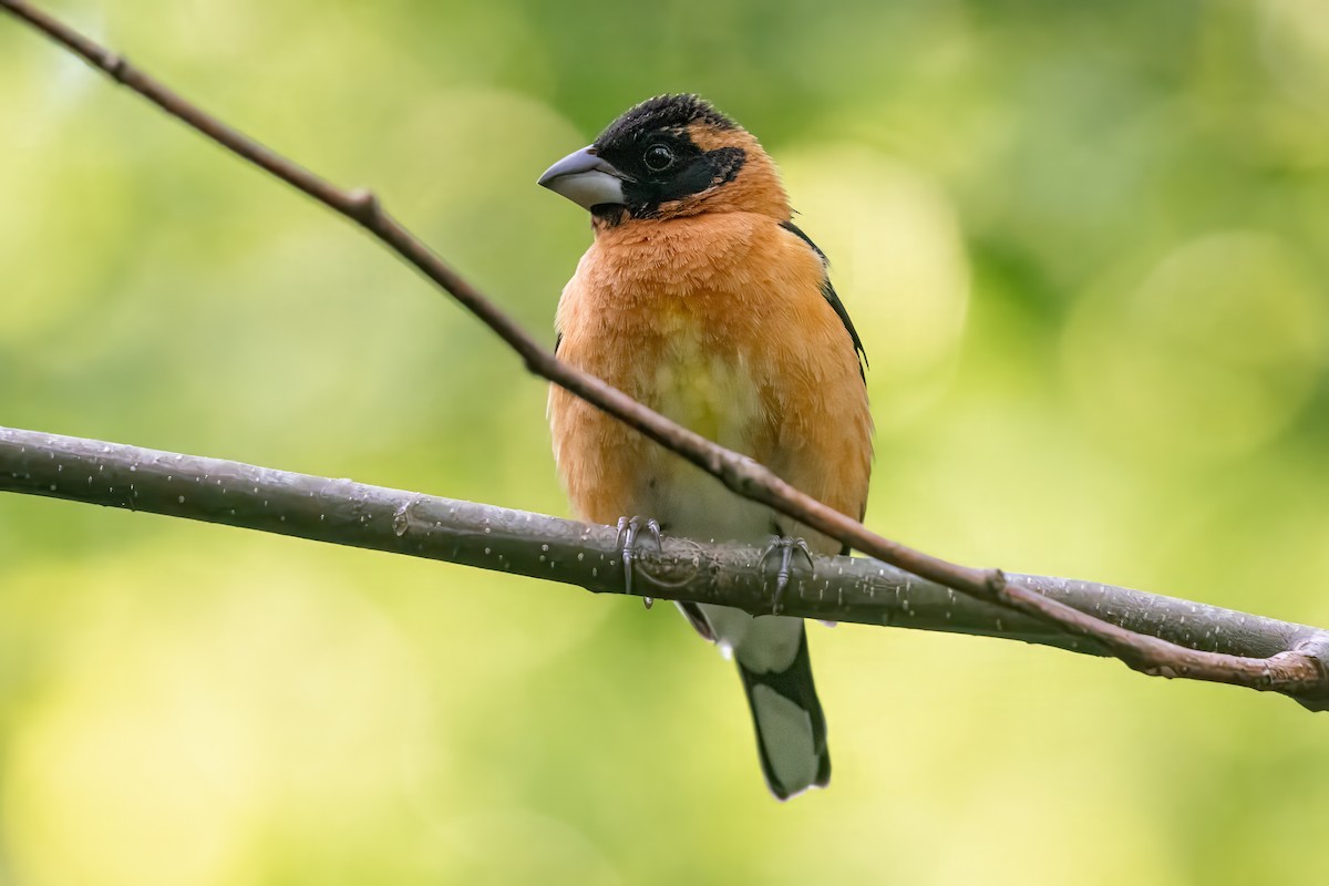 Black-headed Grosbeak - ML619988277