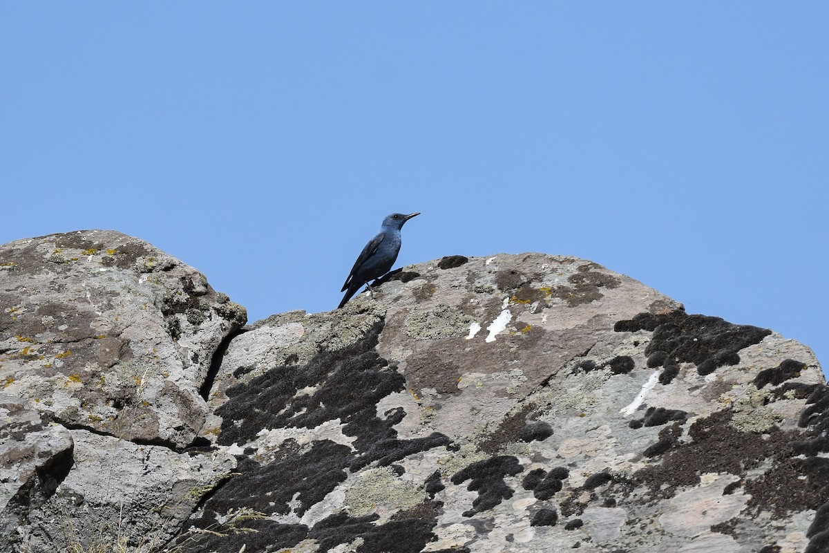 Blue Rock-Thrush - ML619988284