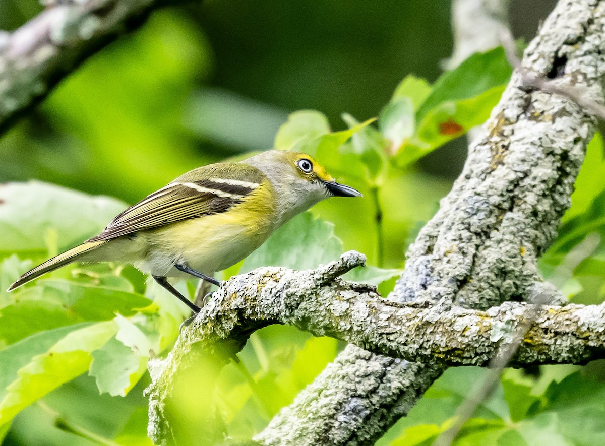 White-eyed Vireo - ML619988288