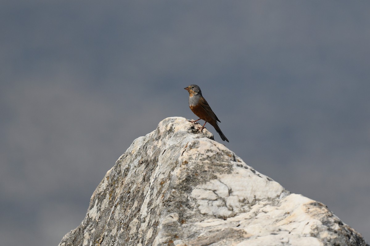 Cretzschmar's Bunting - ML619988289