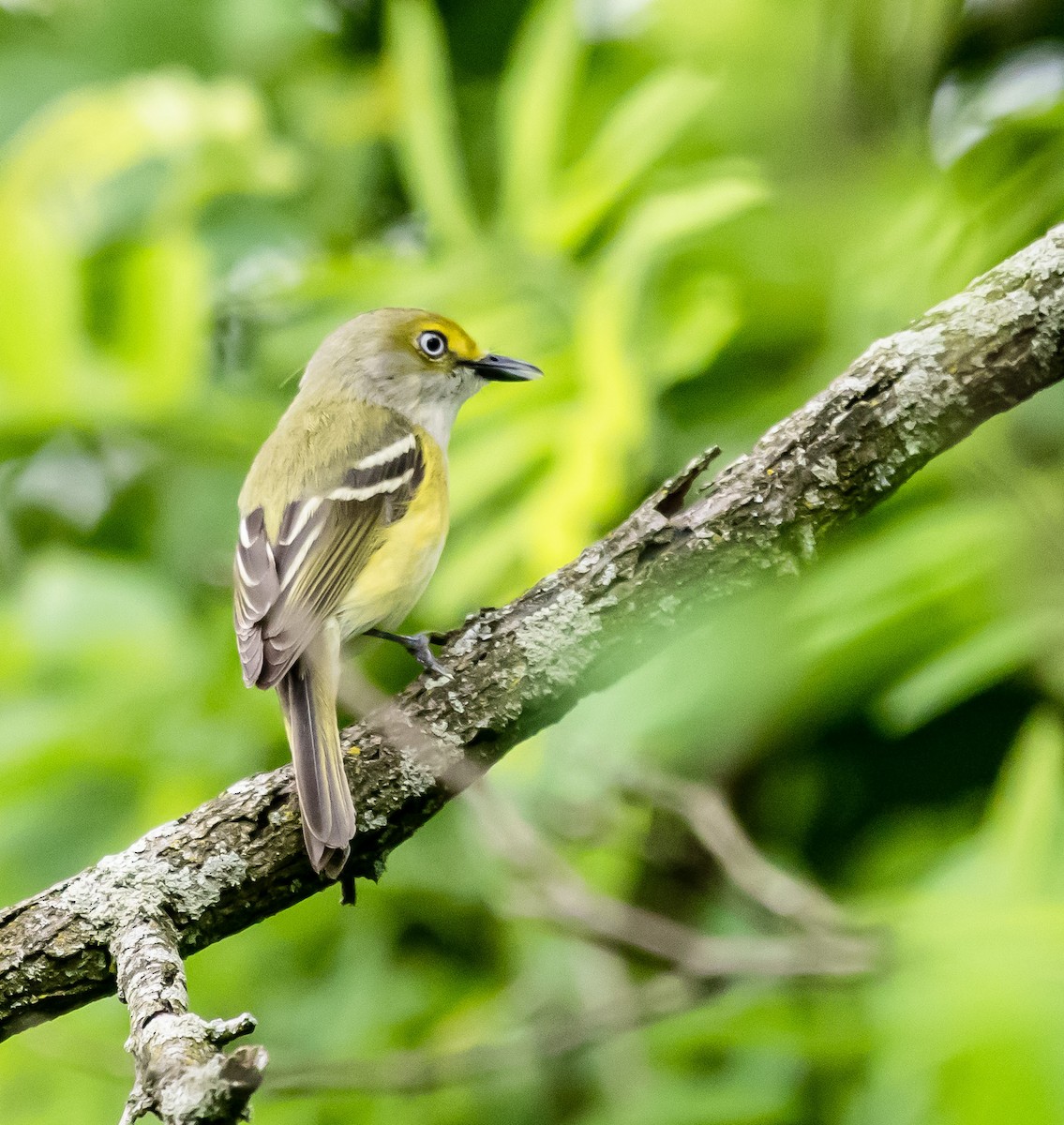 Ak Gözlü Vireo - ML619988290