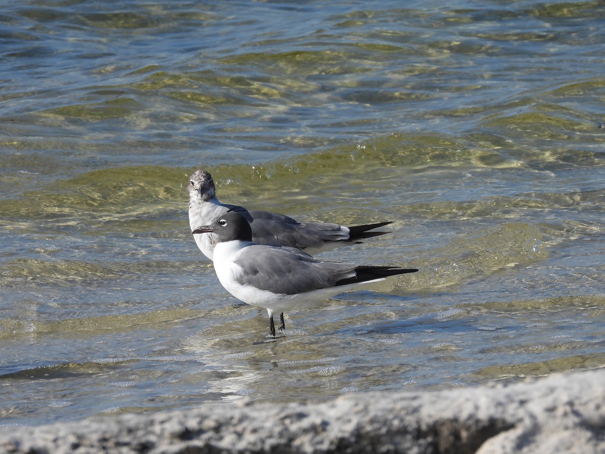 Laughing Gull - ML619988293