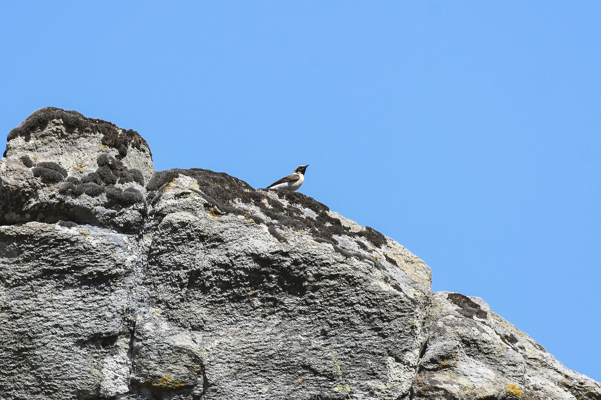 Eastern Black-eared Wheatear - ML619988296