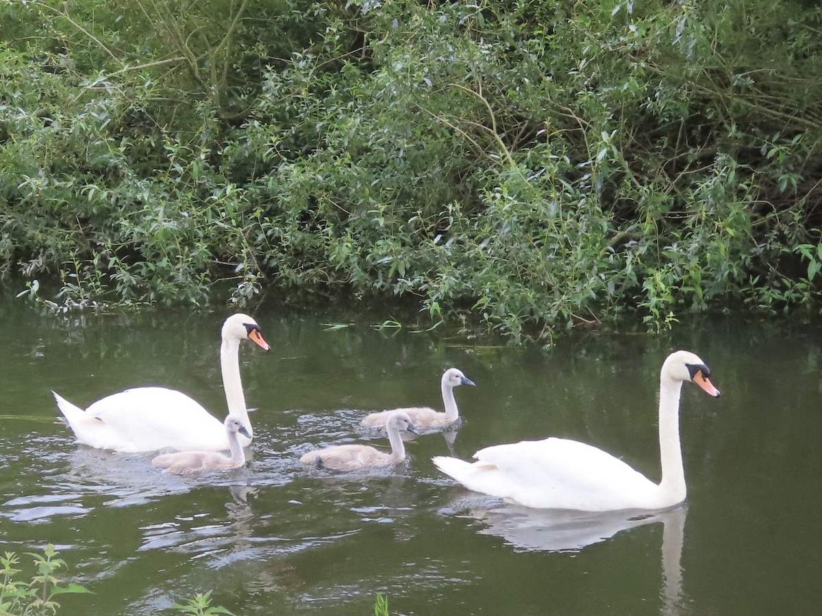 Mute Swan - ML619988298