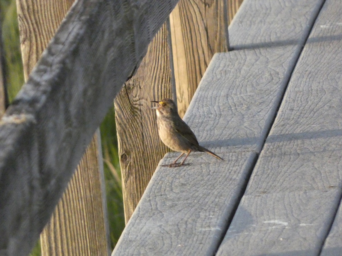 Seaside Sparrow - ML619988308