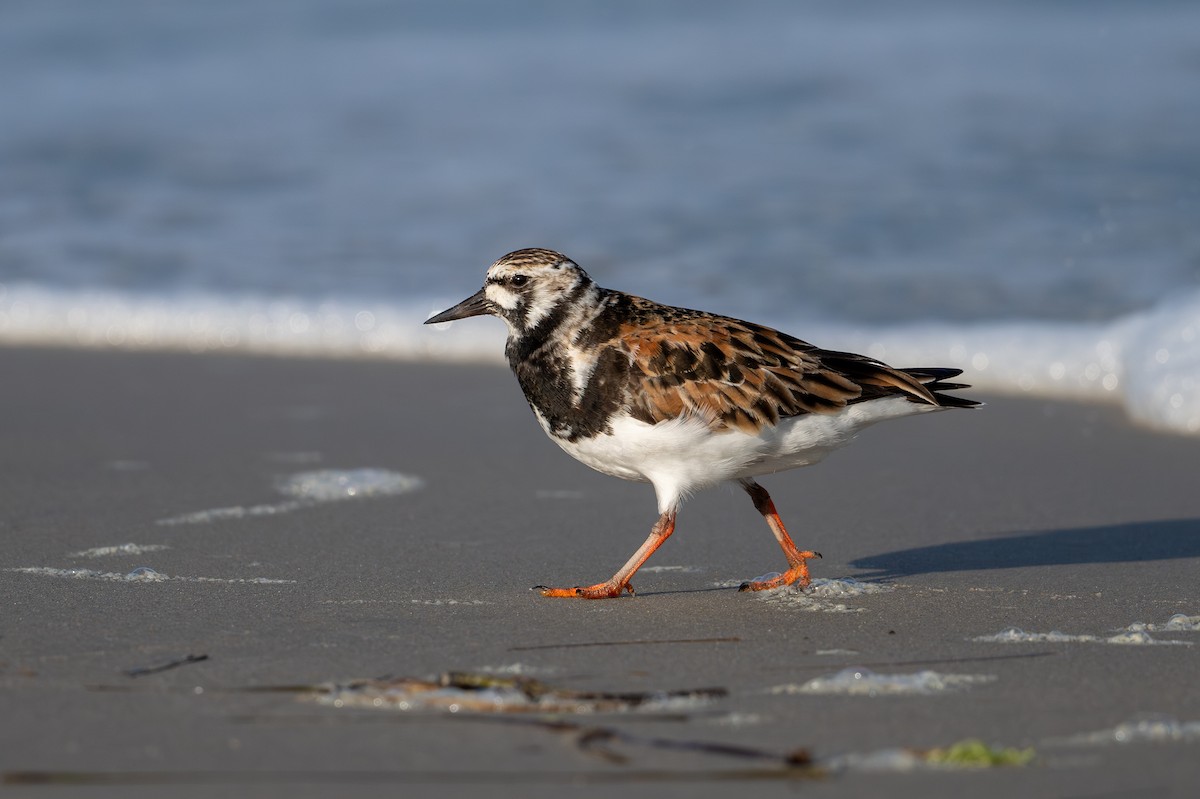 Ruddy Turnstone - ML619988313