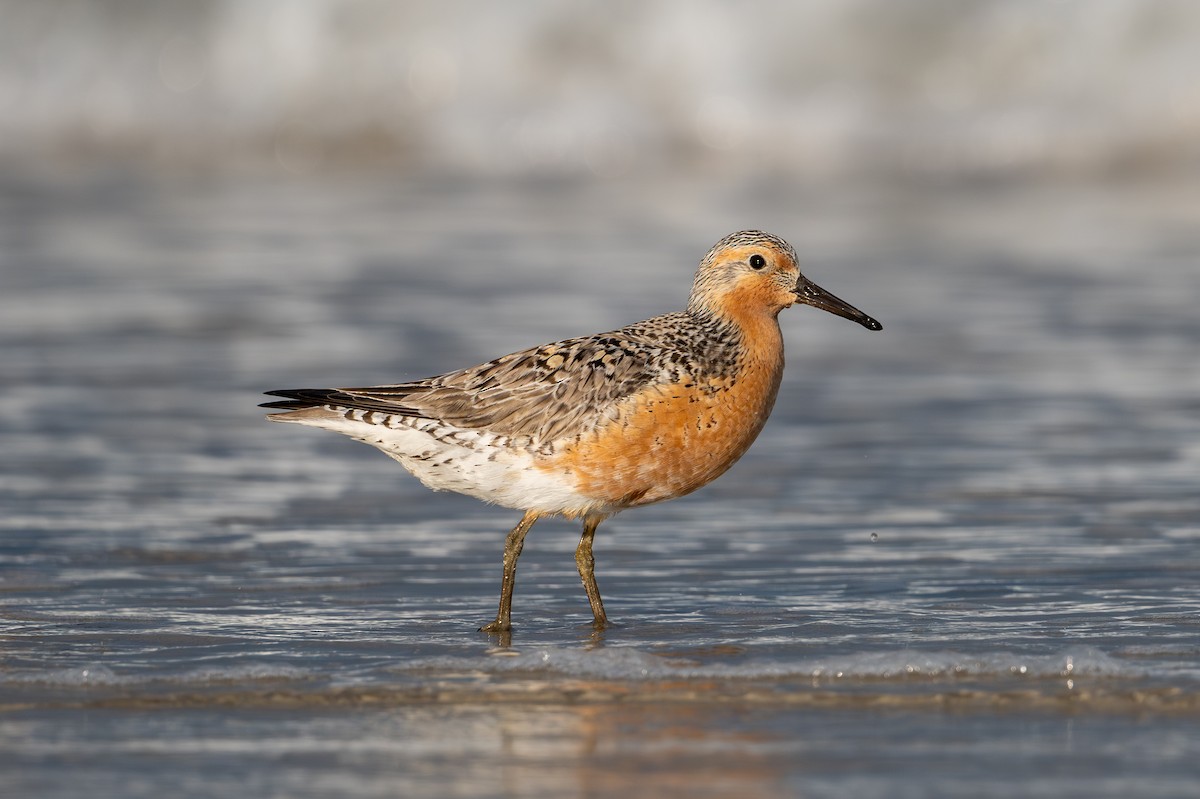 Red Knot - ML619988316