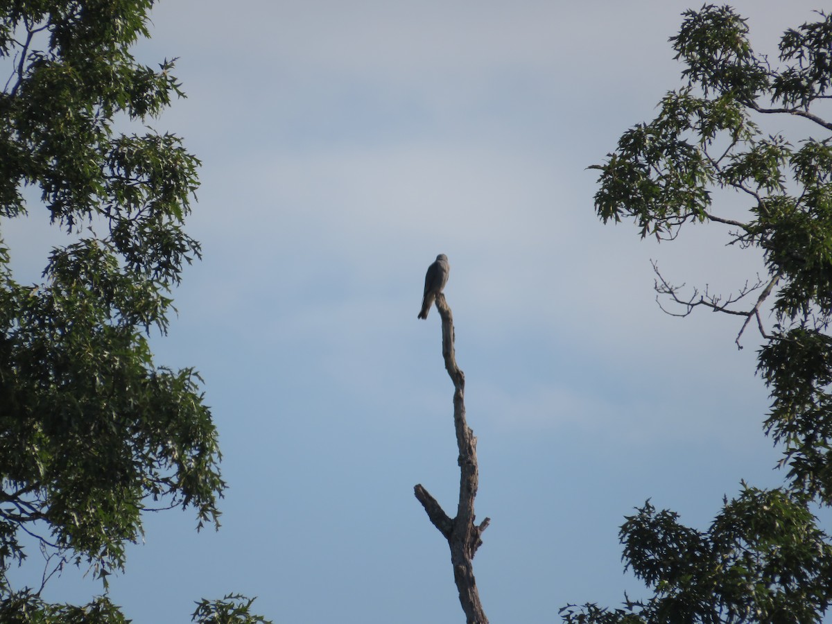 Mississippi Kite - ML619988319