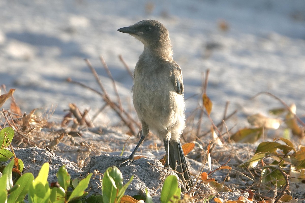 Florida Scrub-Jay - ML619988324