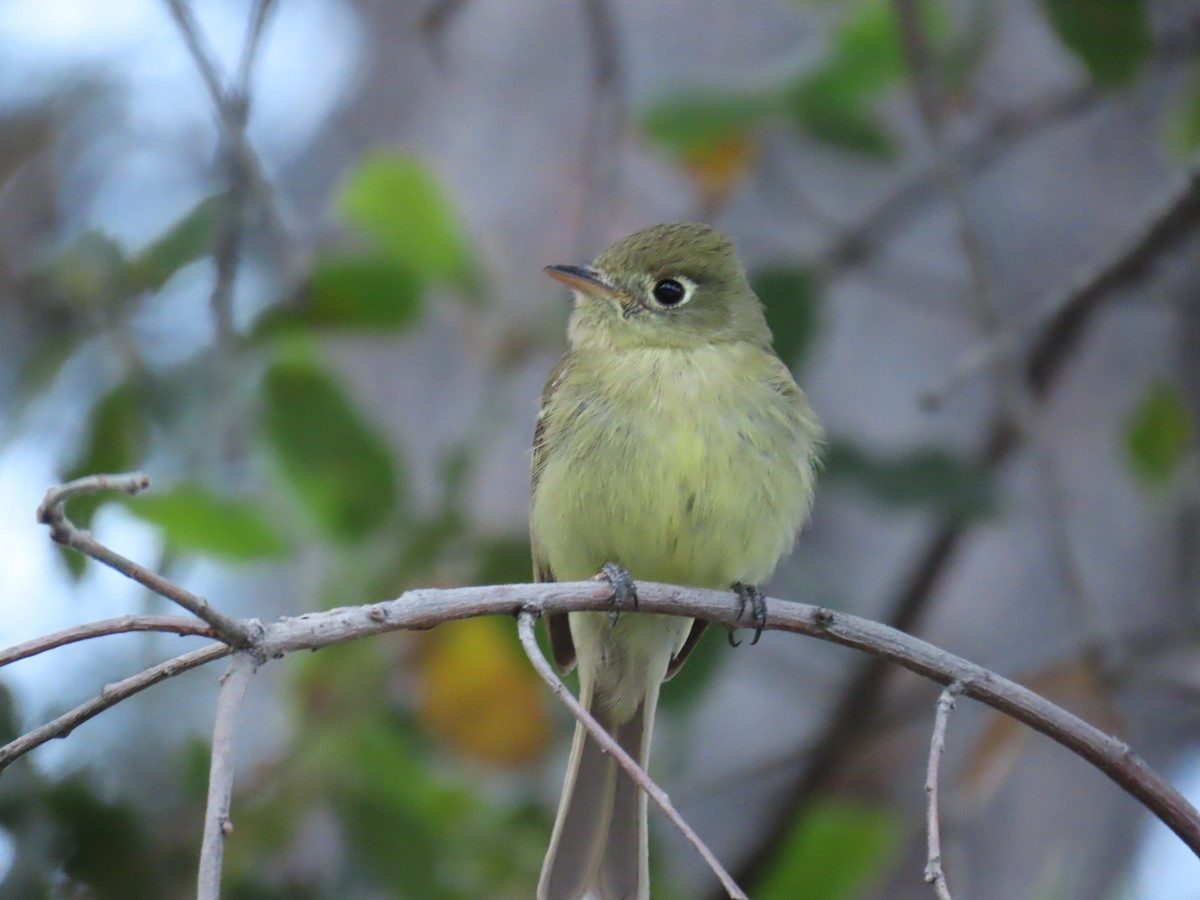 Western Flycatcher - ML619988328