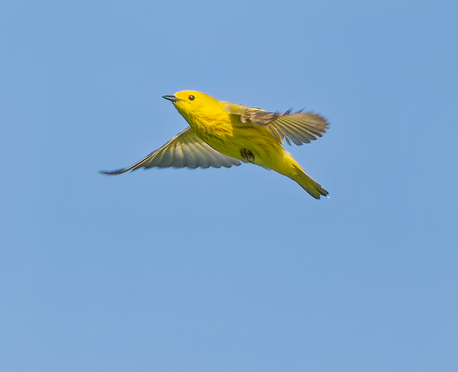 Yellow Warbler - ML619988336