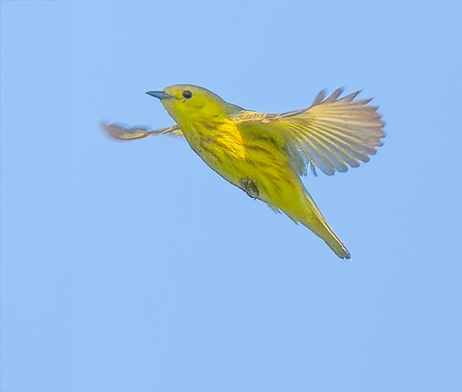 Yellow Warbler - ML619988337