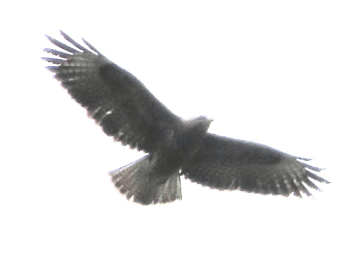 Common Buzzard - ML619988340