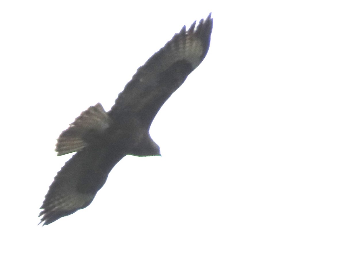 Common Buzzard - ML619988341