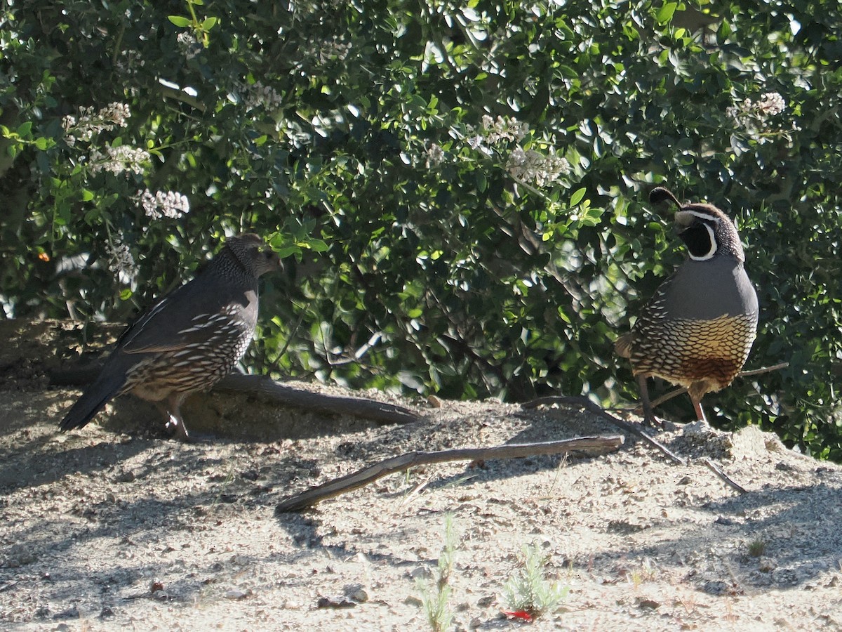 California Quail - ML619988342