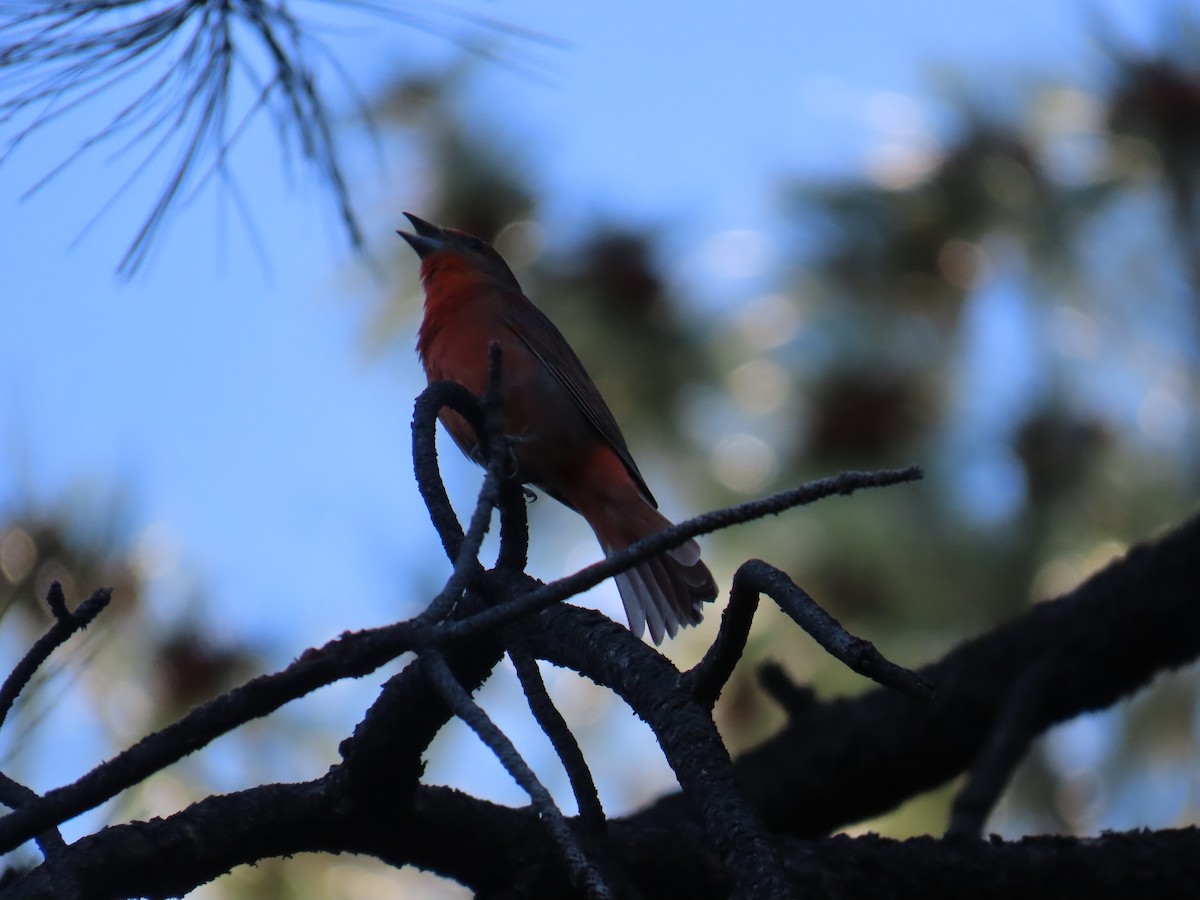 Hepatic Tanager - ML619988344